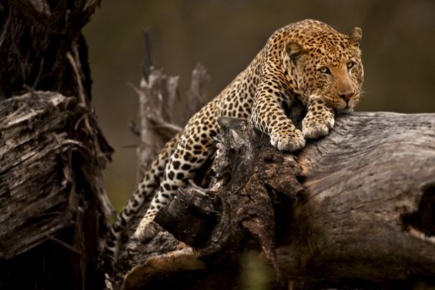 Vahşi doğa size bir adım uzakta 