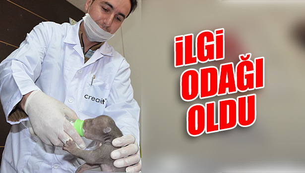 İLGİ ODAĞI OLDU