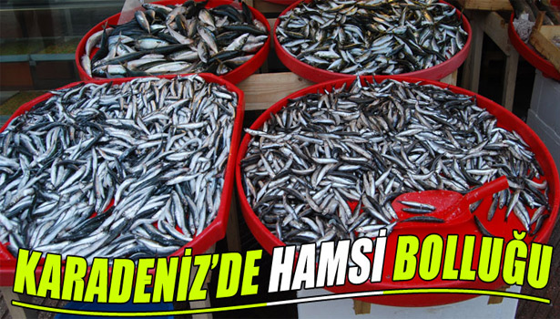 KARADENİZ'E HAMSİ GERİ DÖNDÜ