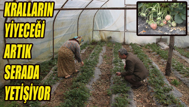 KRALLARIN YİYECEĞİ ARTIK SERADA...