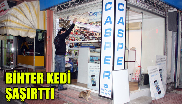 KEDİNİN YAPTIĞI YUVA ŞAŞIRTTI