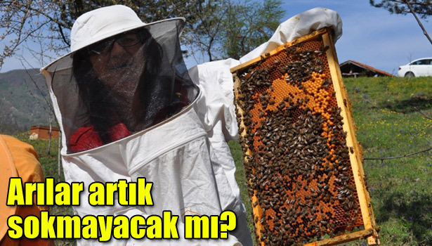 ARILAR ARTIK SOKMAYACAK MI?