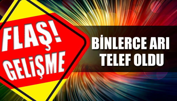 YÜZ BİNLERCE BAL ARISI TELEF OLDU