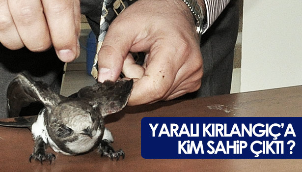 KIRLANGICA KİM SAHİP ÇIKTI?