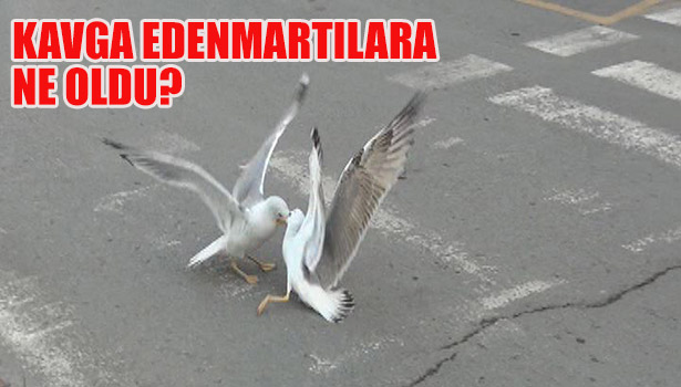 KAVGA EDEN MARTILARA NE OLDU?