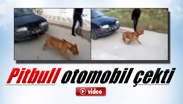 PİTBULL OTOMOBİL ÇEKTİ