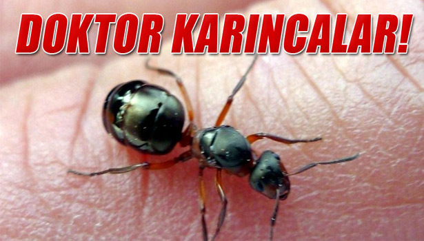 KARINCALAR İLE ŞİFA