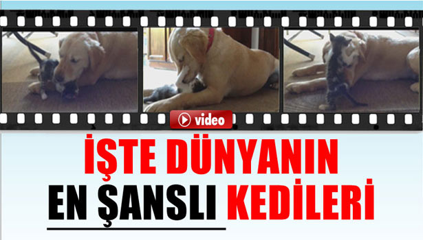 GOLDEN CİNSİ KÖPEK KEDİLERE ANNELİK YAPIYOR