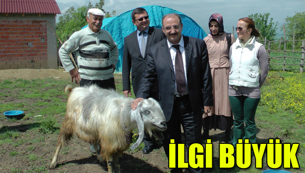 ZONGULDAK'TA HALEP KEÇİSİ YETİŞTİRİCİLİĞİ İLGİ ODAĞI OLUYOR