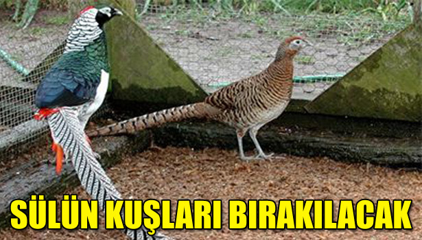 DÜZCE'YE SÜLÜN KUŞLARI BIRAKILACAK