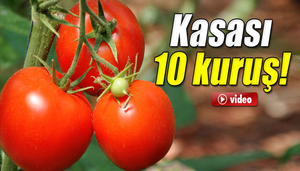 DOMATESİN KASASI 10 KURUŞA DÜŞTÜ