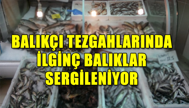 AKÇAKOCA'DA BALIKÇI TEZGAHLARINDA İLGİNÇ BALIKLAR SERGİLENİYOR