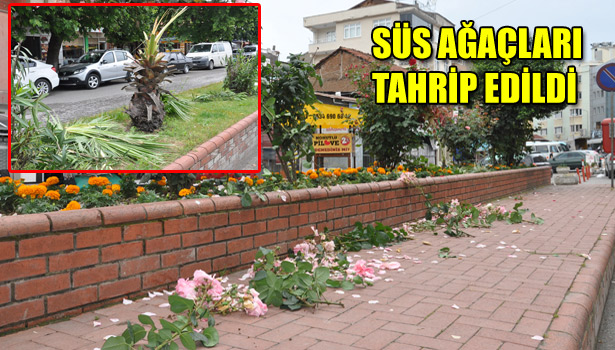 ALAPLI'DA SÜS AĞAÇLARI TAHRİP EDİLDİ