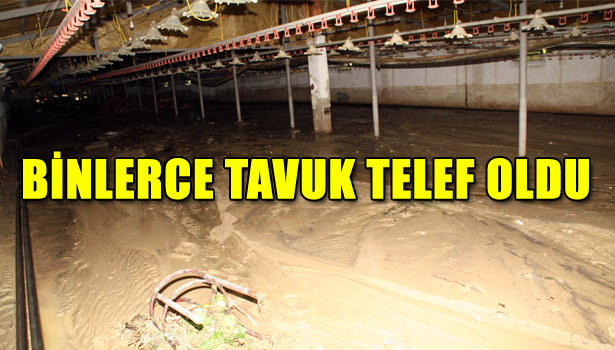 BİNLERCE TAVUK TELEF OLDU