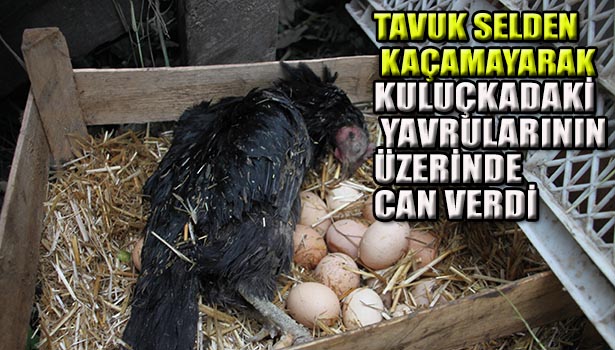 TAVUK SELDEN KAÇMAYARAK KULUÇKADAKİ YAVRULARININ ÜZERİNDE CAN VERDİ