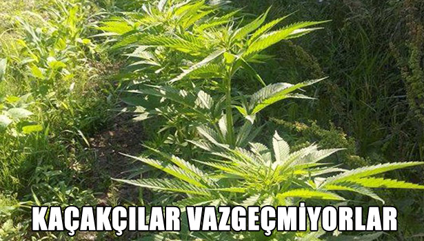 KAÇAKÇILAR VAZGEÇMİYORLAR