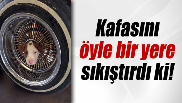 KAFASINI ÖYLE BİR YERE SIKIŞTIRDI Kİ !