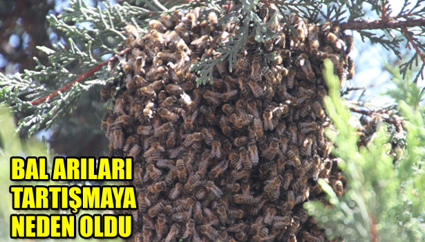 BAL ARILARI TARTIŞMAYA NEDEN OLDU