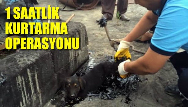 ZİFTE YAPIŞAN YAVRU KÖPEĞİ İTFAİYE EKİPLERİ KURTARDI