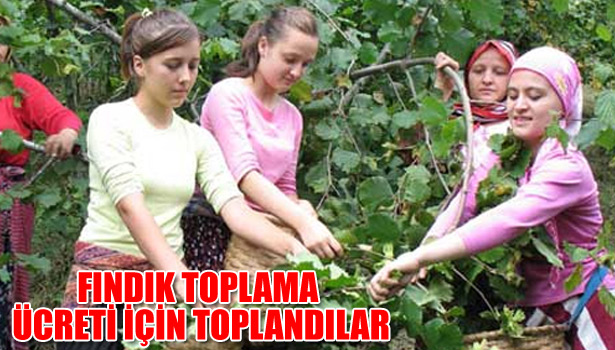 FINDIK TOPLAMA ÜCRETİ İÇİN TOPLANDILAR