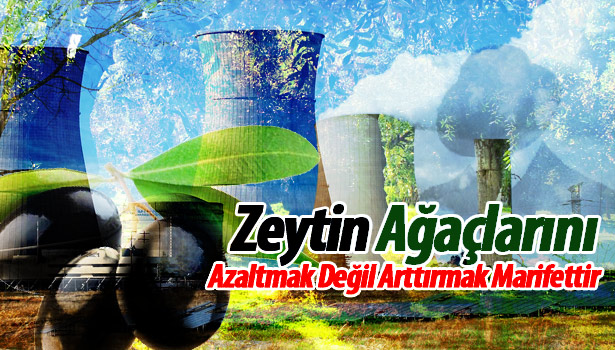 ZEYTİN AĞAÇLARINI AZALTMAK DEĞİL ARTIRMAK MAHARETTİR