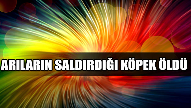 ARILARIN SALDIRDIĞI KÖPEK ÖLDÜ