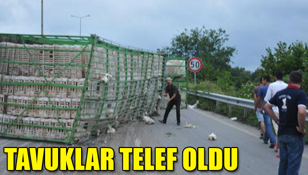 TAVUKLAR TELEF OLDU