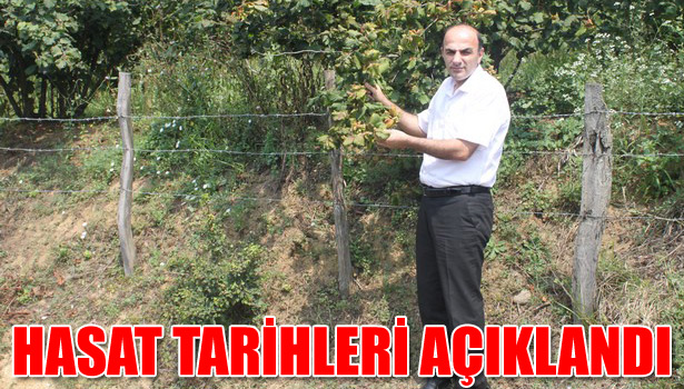 DÜZCE'DE 2014 YILI FINDIK HASAT TARİHLERİ AÇIKLANDI