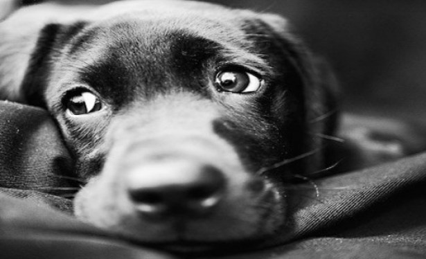 ARAŞTIRMALAR KÖPEKLERİN DE KISKANDIĞINI GÖSTERİYOR