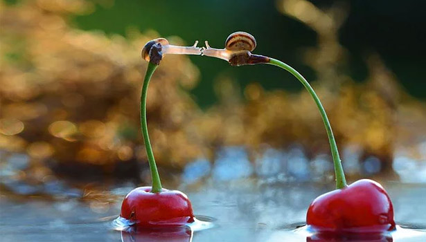 12 HARİKA FOTOĞRAF İLE SALYANGOZLARIN MİNYATÜR DÜNYASINA HOŞGELDİNİZ!