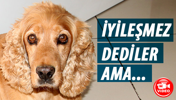 FELÇ GEÇİREN VE UYUTULSUN DENİLEN KÖPEK SEVGİ İLE AYAĞA KALKTI