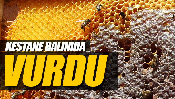 İKLİM DEĞİŞİKLİKLERİ, DOĞAL İLAÇ 'KESTANE BALI'NI VURDU