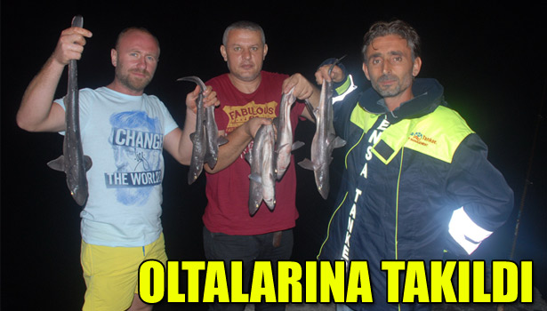 OLTALARINA KÖPEK BALIĞI TAKILDI