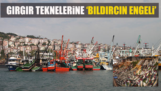 GIRGIR TEKNELERİNE 'BILDIRCIN FIRTINASI' ENGELİ