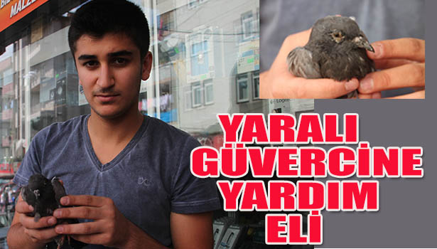 YARALI GÜVERCİNE ESNAF SAHİP ÇIKTI
