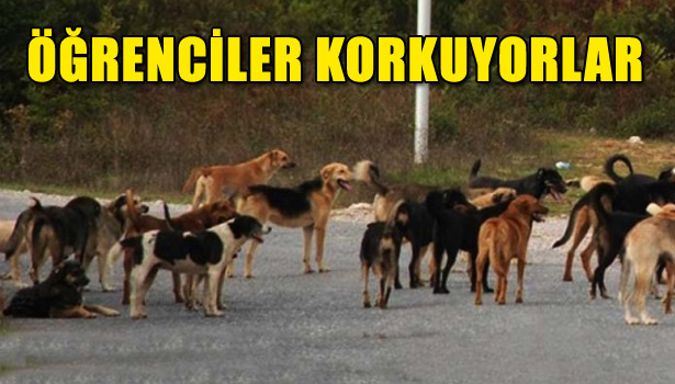ÖĞRENCİLER KORKUYORLAR
