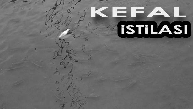 ÜZÜLMEZ DERESİ'NDE KEFAL İSTİLASI