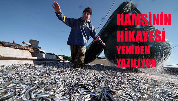 "HAMSİ"NİN GENETİĞİ HAZIRLANIYOR