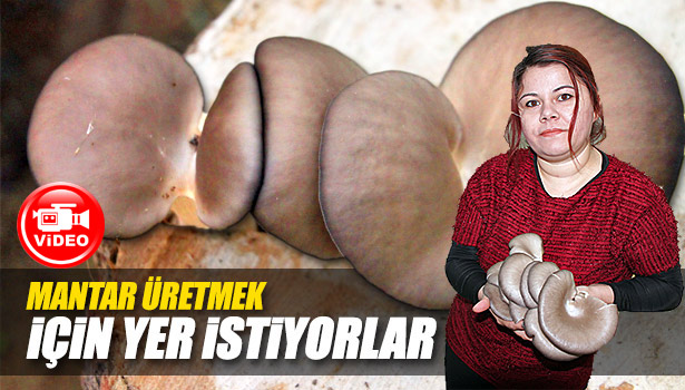 MANTAR ÜRETMEK İÇİN YER İSTİYORLAR