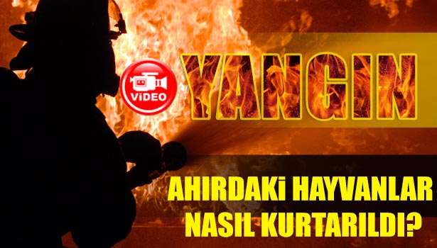 YANAN AHIRDAKİ HAYVANLAR KIRILAN DUVARDAN ÇIKARILDI