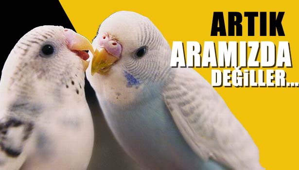 ATÖLYEDEKİ YANGINDA TELEF OLAN KUŞLAR İŞYERİ SAHİBİNİ AĞLATTI