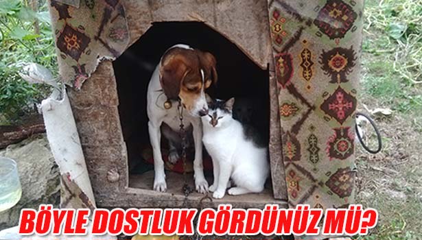 KEDİ VE KÖPEKLERİN DOSTLUĞU