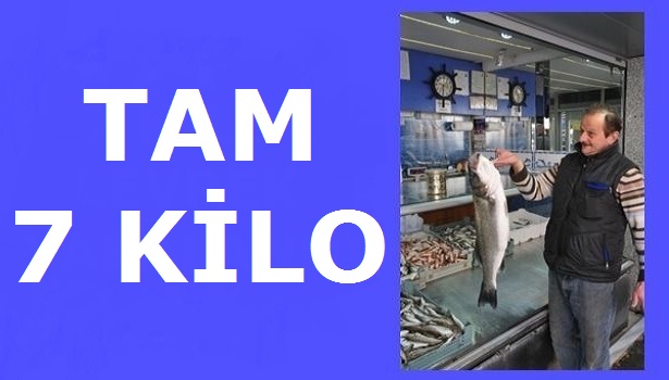 YEDİ KİLO AĞIRLIĞINDAKİ LEVREK KİLOSU 70 TL'DEN SATILDI