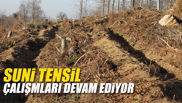 YIĞILCA'DA SUNİ TENSİL ÇALIŞMALARI DEVAM EDİYOR.