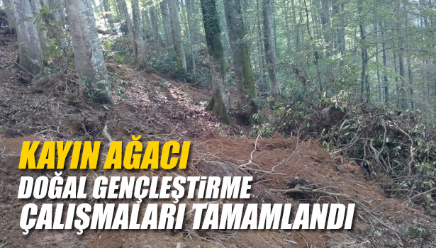KAYIN DOĞAL GENÇLEŞTİRME ÇALIŞMALARI TAMAMLANDI.