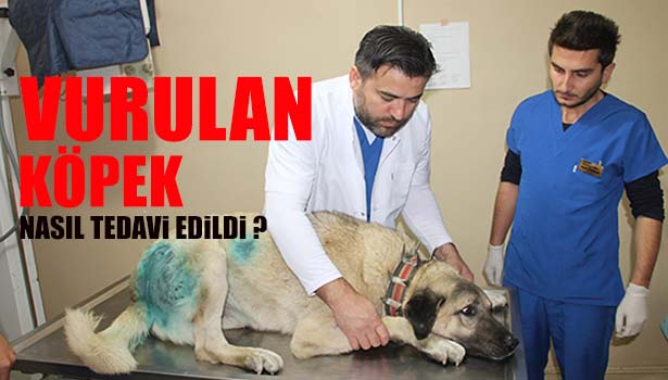 HAVLIYOR DİYE VE DOMUZ KURŞUNU İLE VURULAN KÖPEKLER TEDAVİ EDİLDİ