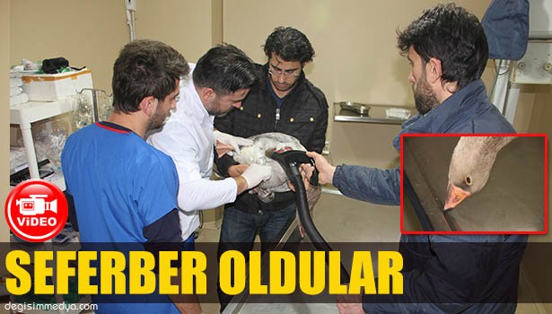 EREĞLİ'DE VATANDAŞLAR YARALI KAZ İÇİN SEFERBER OLDU