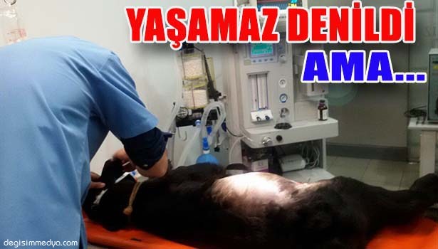 "YAŞAMAZ" DENİLEN BUZAĞI AMELİYATLA KURTULDU