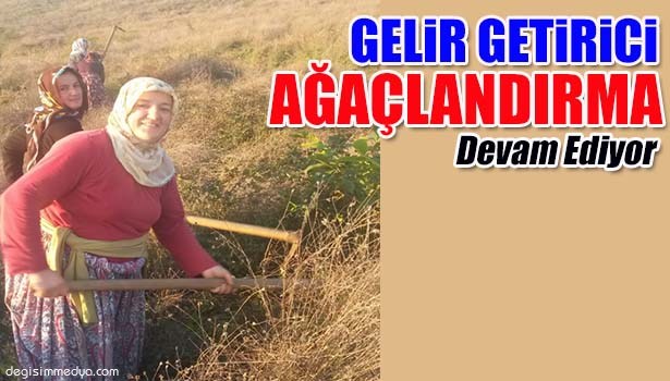 DÜZCE'DE GELİR GETİRİCİ TÜR AĞAÇLANDIRMASI BAŞARIYLA DEVAM EDİYOR