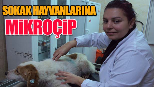 KDZ. EREĞLİ BELEDİYESİ, SOKAK HAYVANLARINA MİKROÇİP TAKIYOR